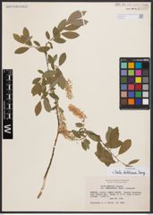 Salix bebbiana Sarg.
